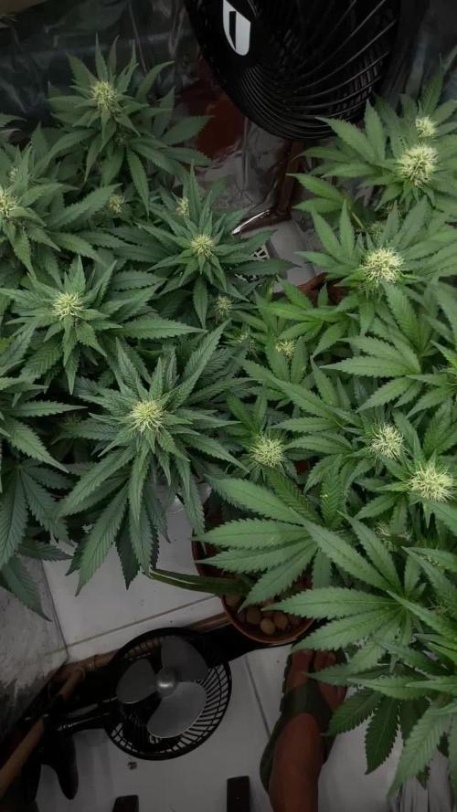 Silver Fire Feminized Seeds