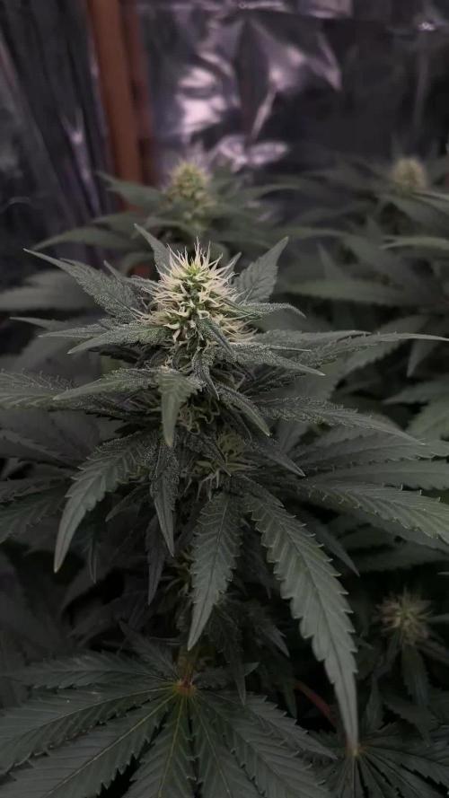 Silver Fire Feminized Seeds