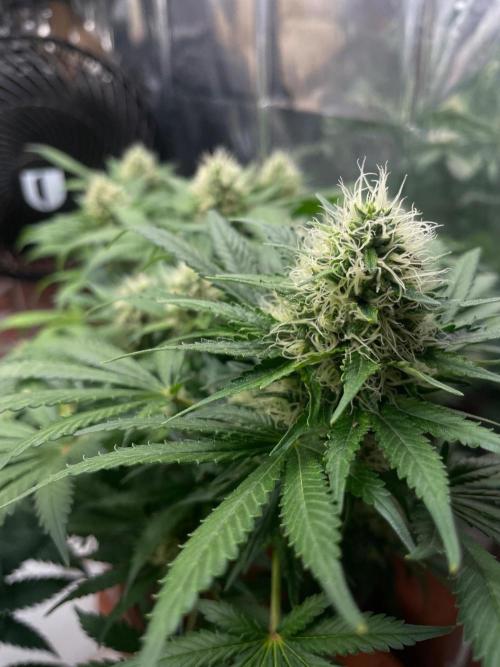 Silver Fire Feminized Seeds. Week 11