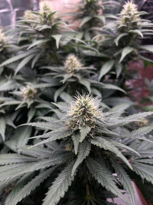 Silver Fire Feminized Seeds. Week 11