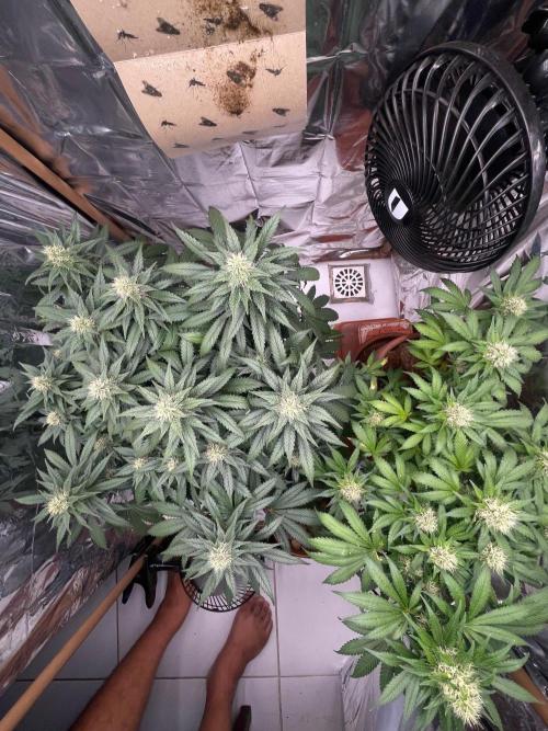 Silver Fire Feminized Seeds. Week 11