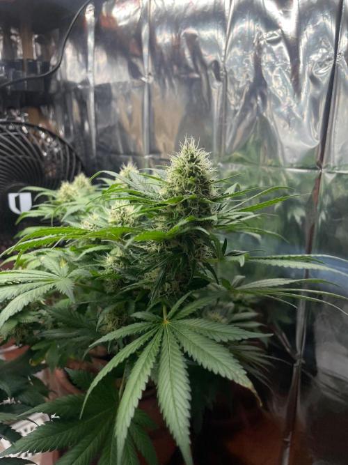 Silver Fire Feminized Seeds. Week 11