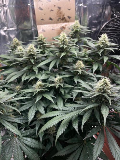 Silver Fire Feminized Seeds. Week 11