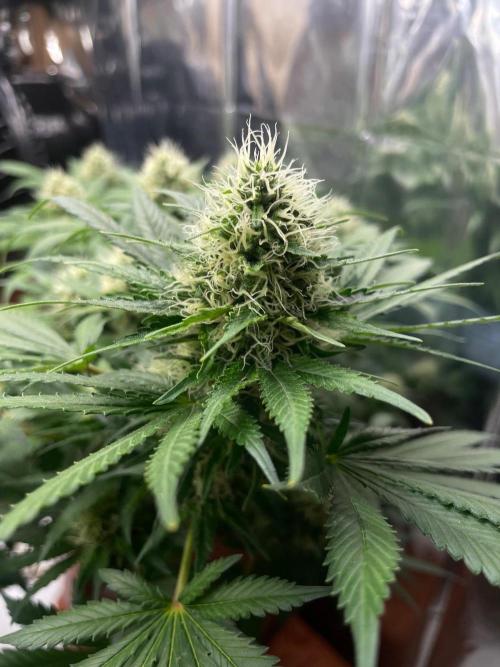 Silver Fire Feminized Seeds. Week 11