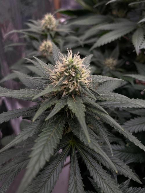 Silver Fire Feminized Seeds. Week 11