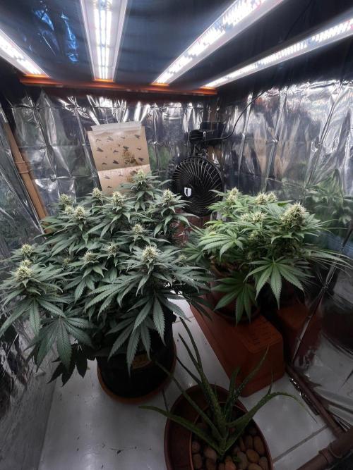 Silver Fire Feminized Seeds. Week 11