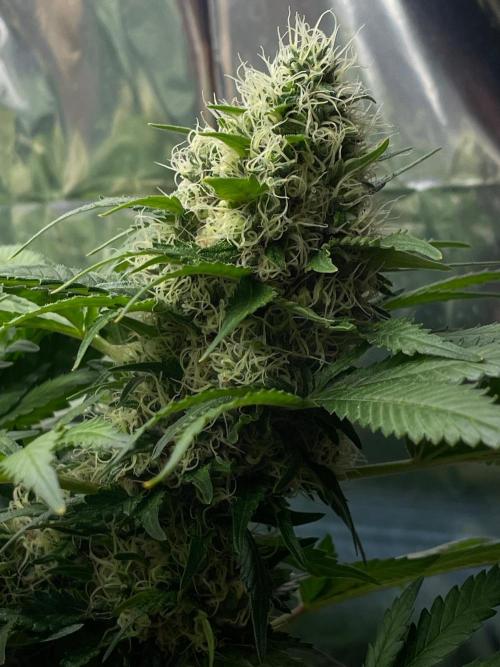 Silver Fire Feminized Seeds. Week 12