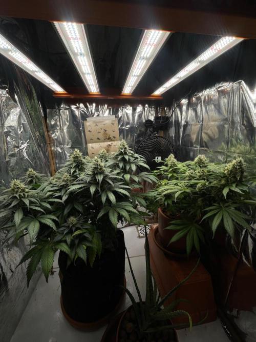 Silver Fire Feminized Seeds. Week 12