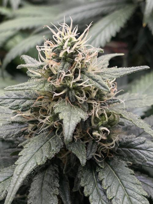 Silver Fire Feminized Seeds. Week 12