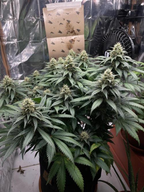 Silver Fire Feminized Seeds. Week 12