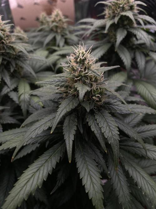 Silver Fire Feminized Seeds. Week 12