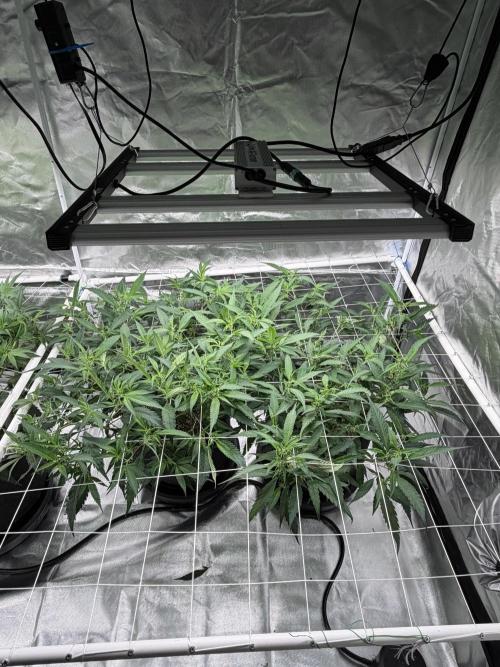 My first grow. Week 1