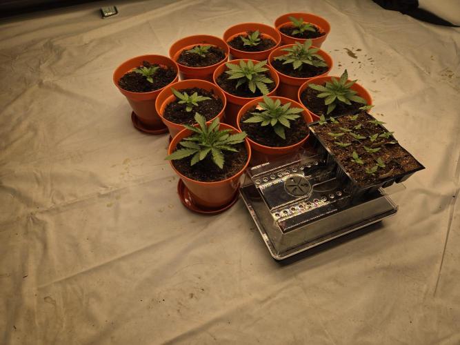 First indoor grow. Week 0 - Week 2