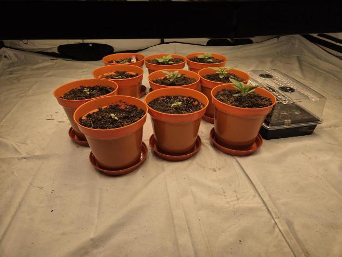 First indoor grow. Week 0 - Week 1