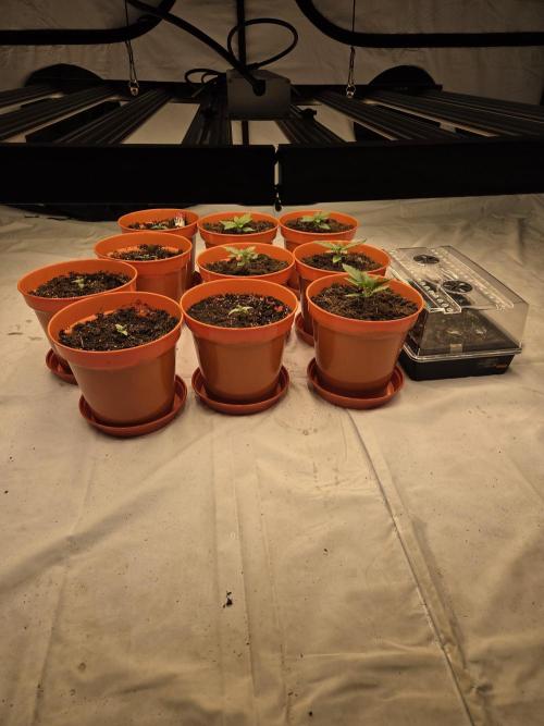 First indoor grow. Week 0 - Week 1