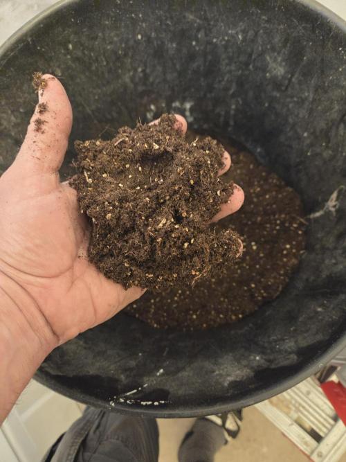 First indoor grow. Week 0 - Soil 