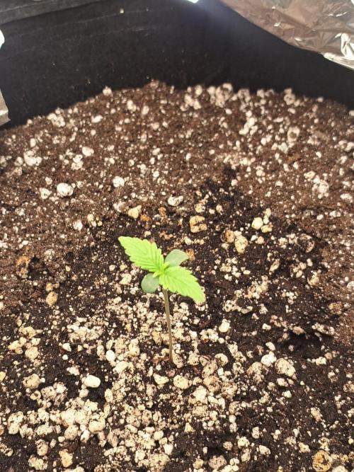 1ª plant. Week 1
