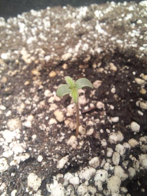 1ª plant. Week 1 - day 1 veg