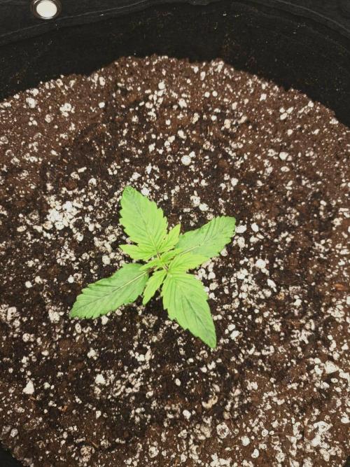 1ª plant. Week 1 - day 12