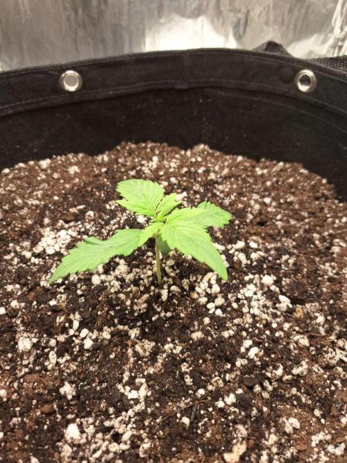 1ª plant. Week 1
