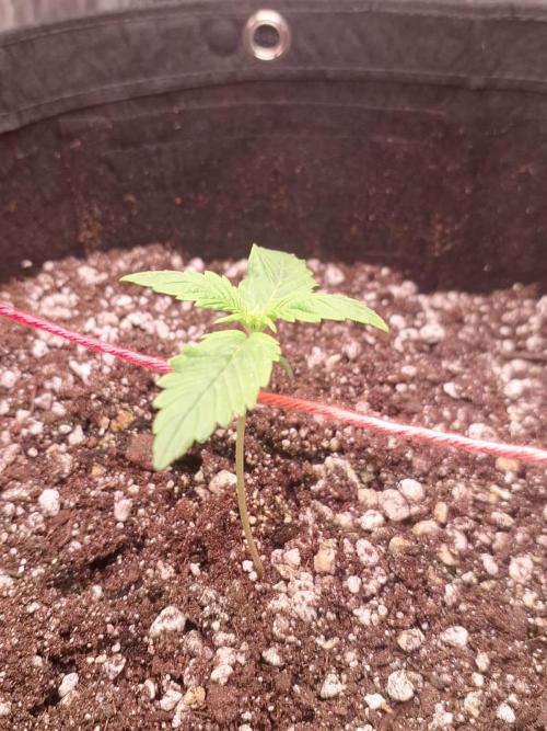 1ª plant. Week 1 - day 10