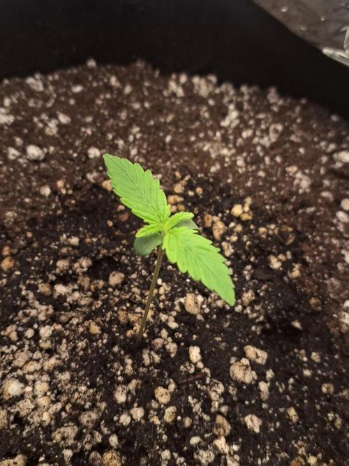 1ª plant. Week 1