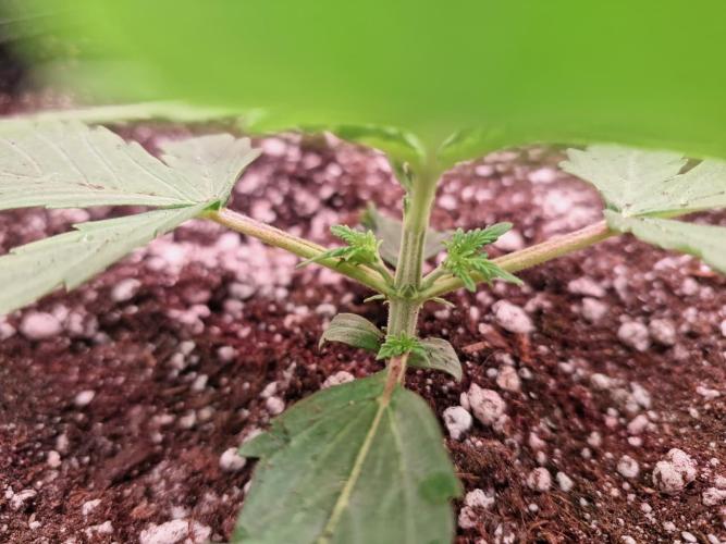 1ª plant. Week 2