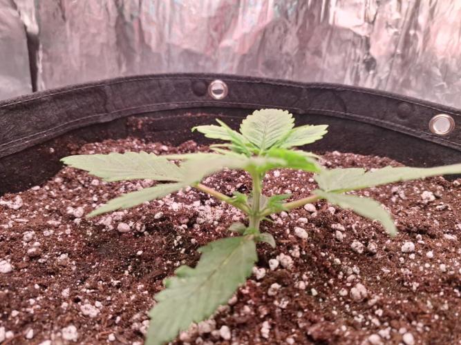 1ª plant. Week 2