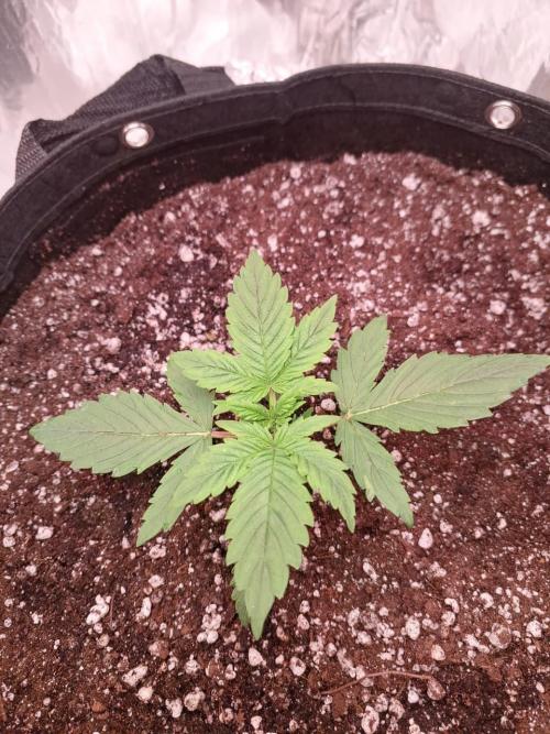 1ª plant. Week 2