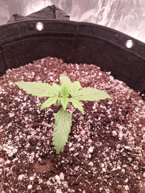1ª plant. Week 2 - day 20