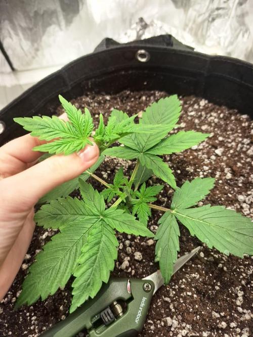 1ª plant. Week 3 - topping