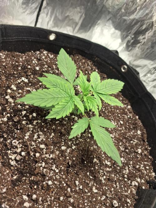 1ª plant. Week 3