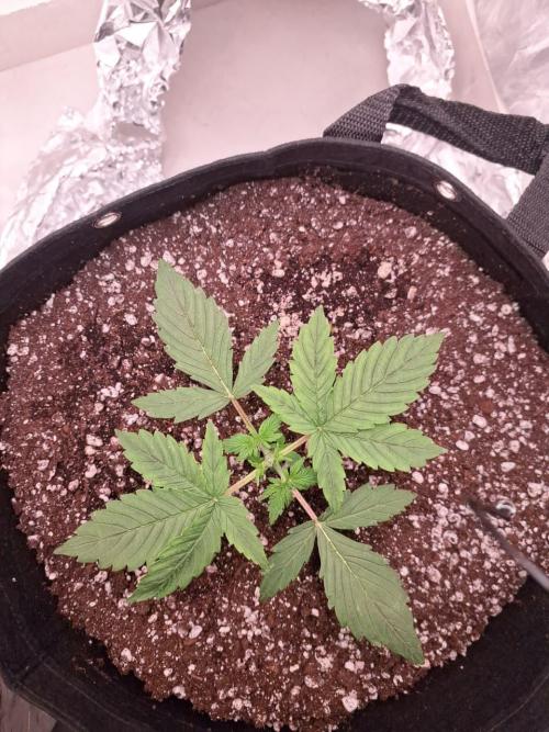 1ª plant. Week 3 - 1 day after topping