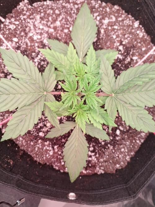 1ª plant. Week 3 - 2 days after topping