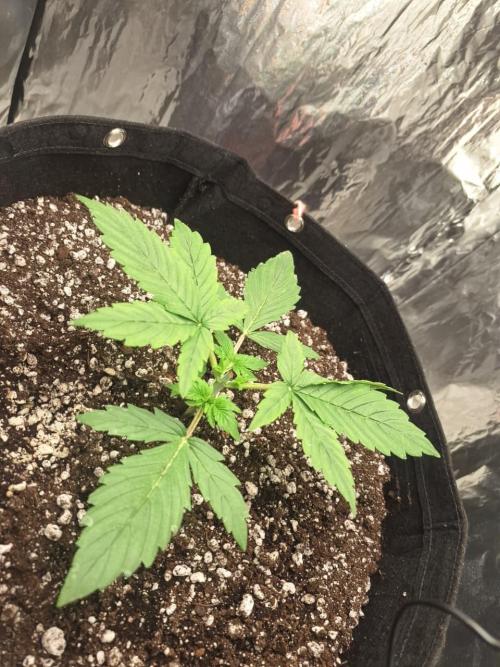 1ª plant. Week 3