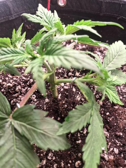1ª plant. Week 3