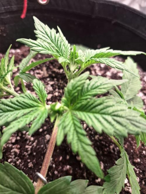 1ª plant. Week 3 - day 27