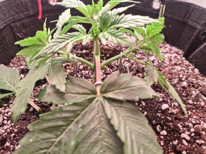 1ª plant. Week 3 - day 28