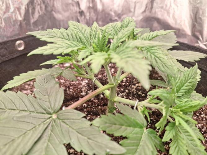 1ª plant. Week 3 - day 28