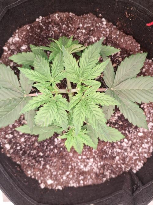 1ª plant. Week 3 - day 28