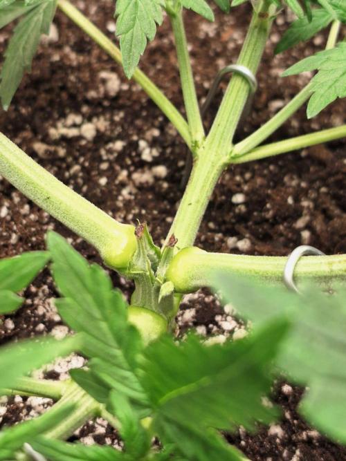 1ª plant. Week 4 - :'((