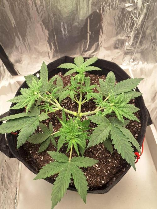 1ª plant. Week 4 - day 33
