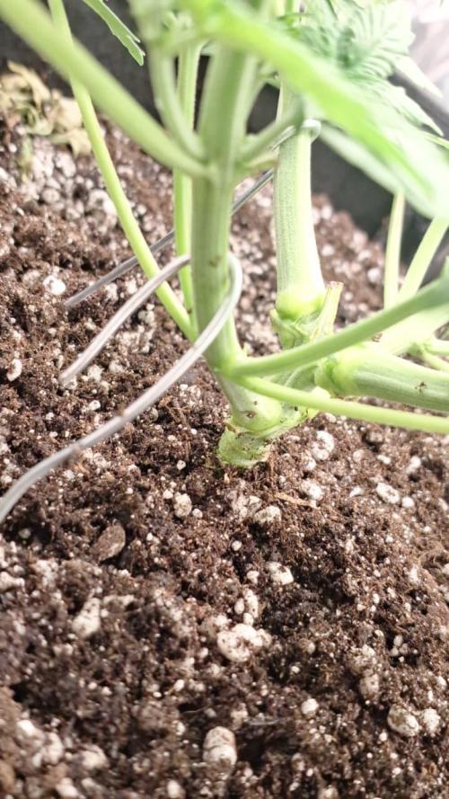 1ª plant. Week 4