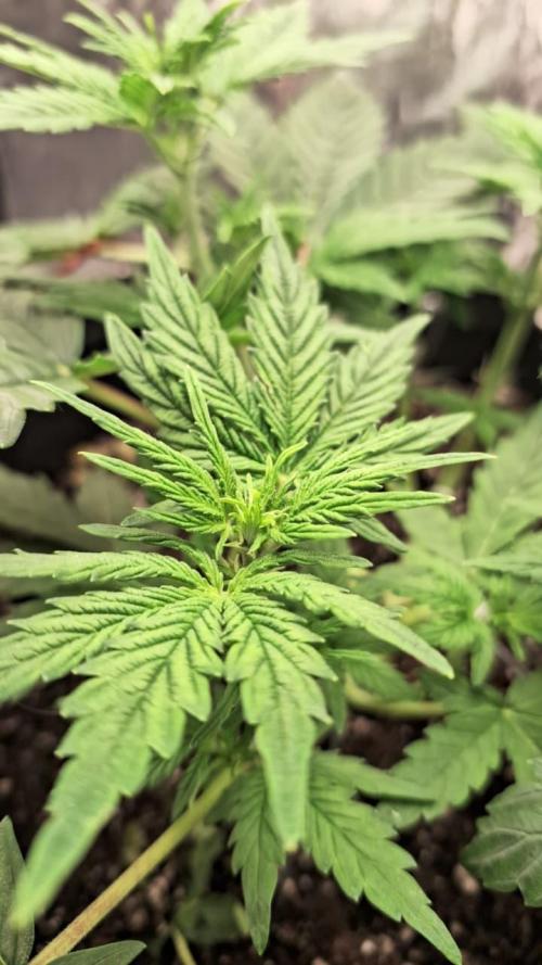 1ª plant. Week 4