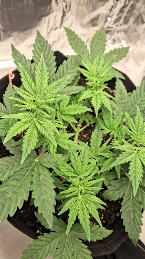 1ª plant. Week 4 - day 35