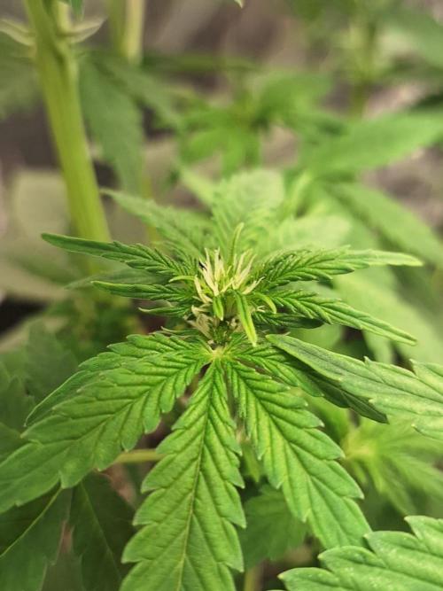 1ª plant. Week 5