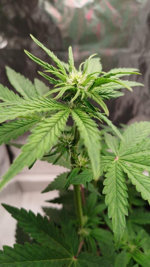 1ª plant. Week 5