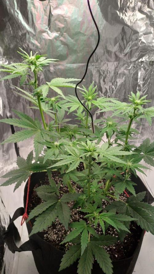 1ª plant. Week 5 - day 42