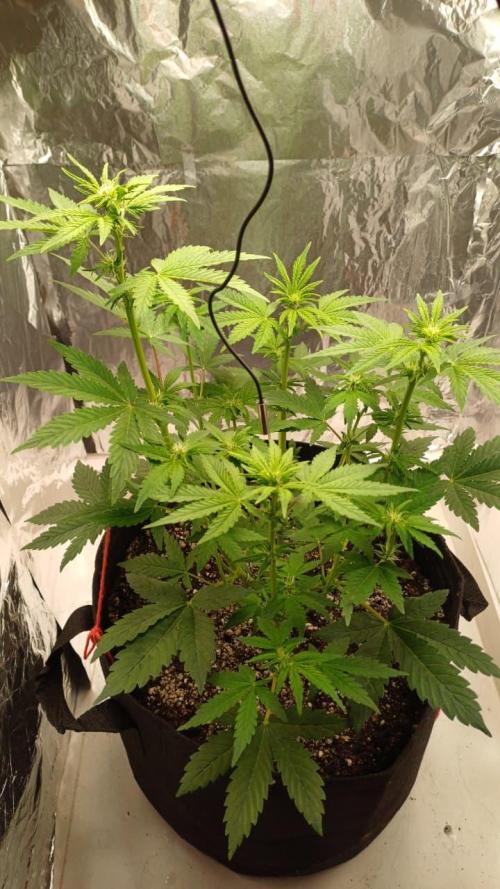 1ª plant. Week 5
