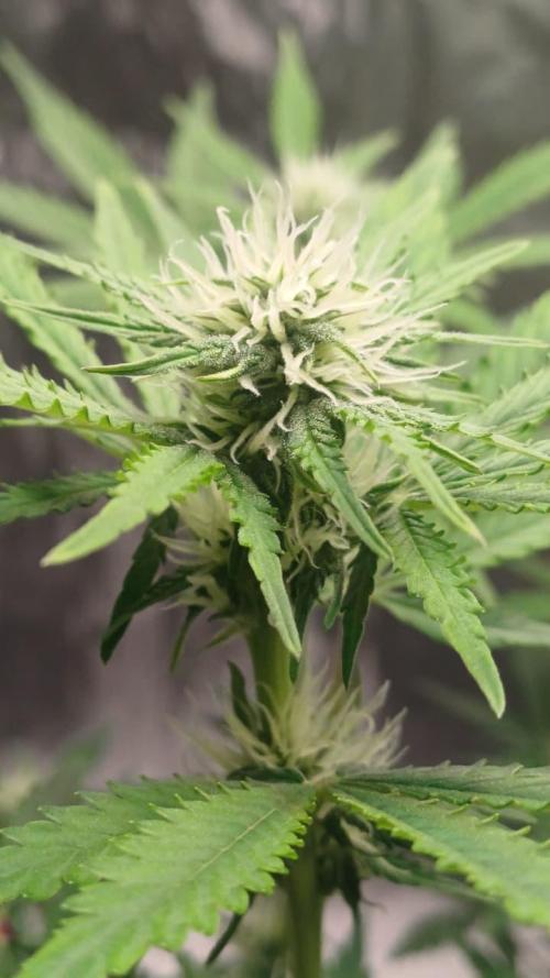 1ª plant. Week 6